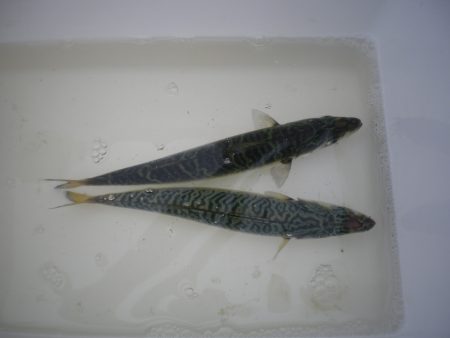 オリジナルメーカー海づり公園(市原市海づり施設) 釣果