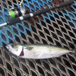 オリジナルメーカー海づり公園(市原市海づり施設) 釣果