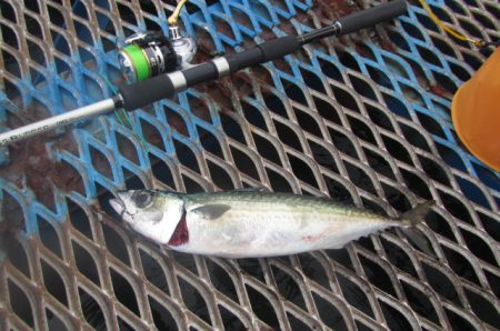 オリジナルメーカー海づり公園(市原市海づり施設) 釣果