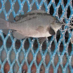 オリジナルメーカー海づり公園(市原市海づり施設) 釣果