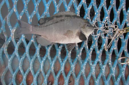 オリジナルメーカー海づり公園(市原市海づり施設) 釣果