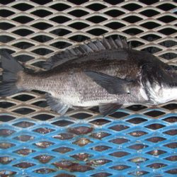 オリジナルメーカー海づり公園(市原市海づり施設) 釣果