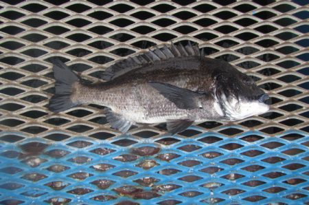 オリジナルメーカー海づり公園(市原市海づり施設) 釣果