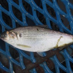 オリジナルメーカー海づり公園(市原市海づり施設) 釣果