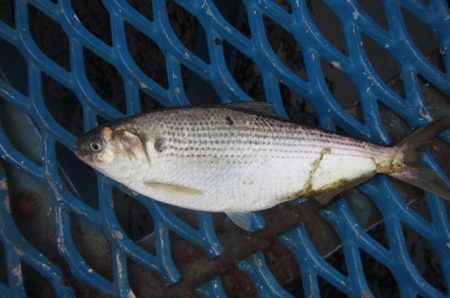 オリジナルメーカー海づり公園(市原市海づり施設) 釣果
