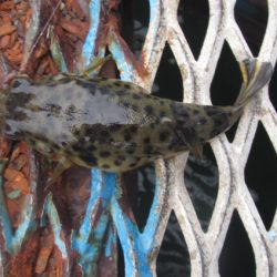 オリジナルメーカー海づり公園(市原市海づり施設) 釣果