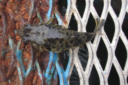 オリジナルメーカー海づり公園(市原市海づり施設) 釣果