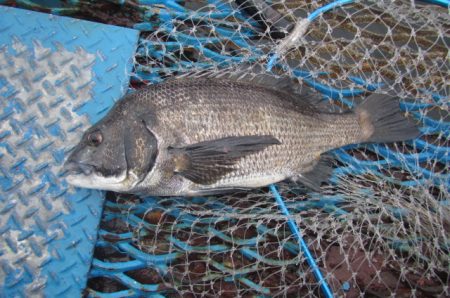 オリジナルメーカー海づり公園(市原市海づり…