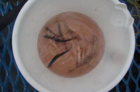 オリジナルメーカー海づり公園(市原市海づり施設) 釣果