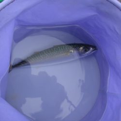 オリジナルメーカー海づり公園(市原市海づり施設) 釣果