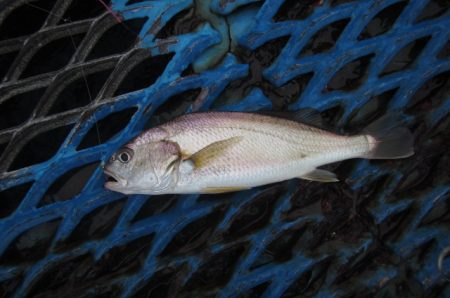 オリジナルメーカー海づり公園(市原市海づり施設) 釣果