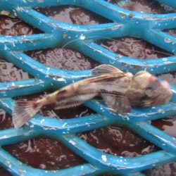 オリジナルメーカー海づり公園(市原市海づり施設) 釣果