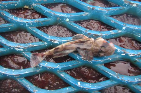 オリジナルメーカー海づり公園(市原市海づり施設) 釣果