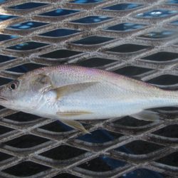 オリジナルメーカー海づり公園(市原市海づり施設) 釣果