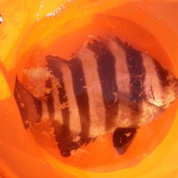 オリジナルメーカー海づり公園(市原市海づり施設) 釣果