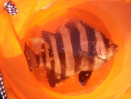 オリジナルメーカー海づり公園(市原市海づり施設) 釣果