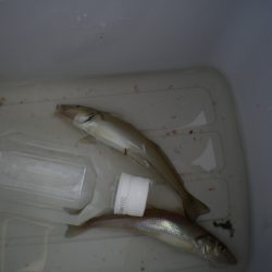 オリジナルメーカー海づり公園(市原市海づり施設) 釣果