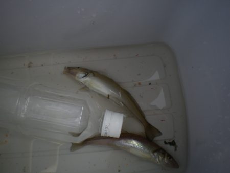 オリジナルメーカー海づり公園(市原市海づり施設) 釣果