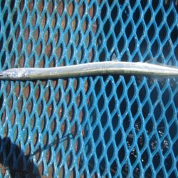 オリジナルメーカー海づり公園(市原市海づり施設) 釣果