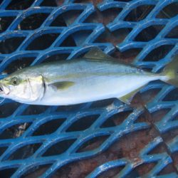 オリジナルメーカー海づり公園(市原市海づり施設) 釣果