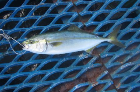 オリジナルメーカー海づり公園(市原市海づり施設) 釣果