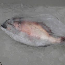 大進丸(新潟) 釣果