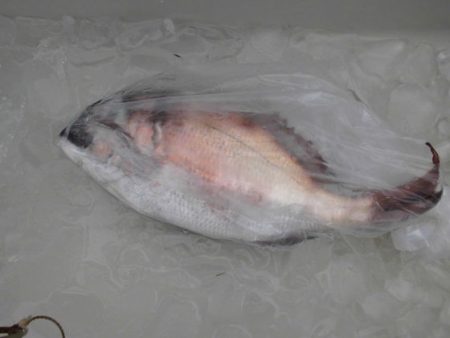 大進丸（新潟） 釣果