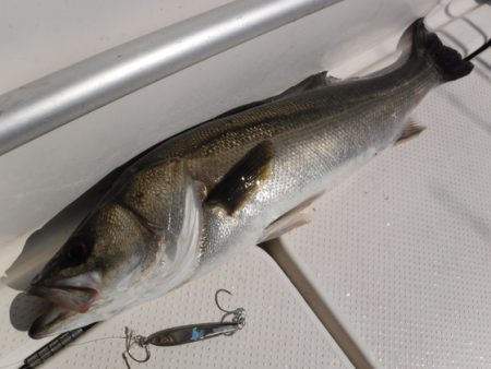 BlueNote Fishing Taxi 釣果