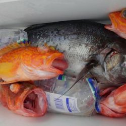 遊漁船 新鋭丸 釣果