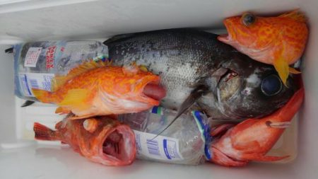 遊漁船 新鋭丸 釣果