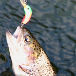 小菅トラウトガーデン 釣果