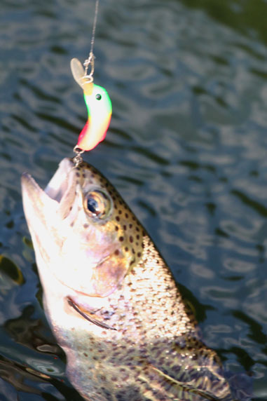 小菅トラウトガーデン 釣果