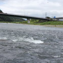 狩野川(狩野川漁業協同組合) 釣果