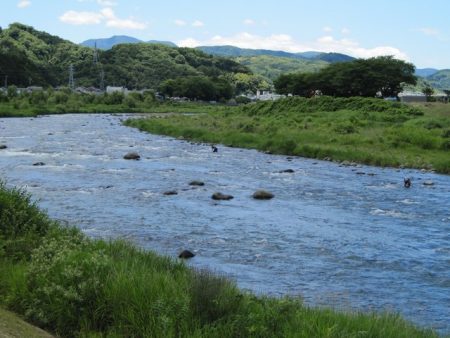 狩野川(狩野川漁業協同組合) 釣果