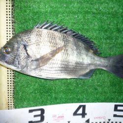 海山フィッシングセンター 釣果