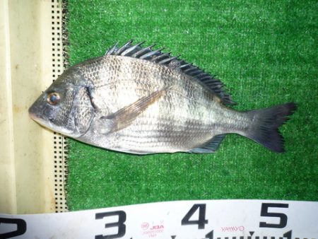 海山フィッシングセンター 釣果