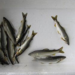 狩野川(狩野川漁業協同組合) 釣果