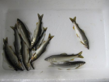 狩野川（狩野川漁業協同組合） 釣果