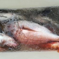 IDATEN(イダテン) 釣果