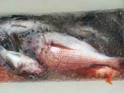 IDATEN(イダテン) 釣果