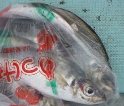 松福丸 釣果