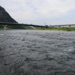 狩野川(狩野川漁業協同組合) 釣果