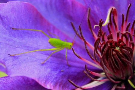 小菅トラウトガーデン 釣果