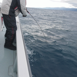 遊漁船ブルーウッズ 釣果