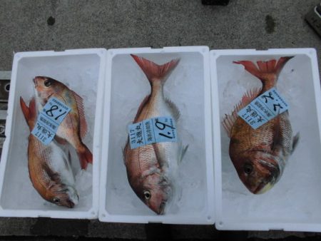 大進丸(新潟) 釣果