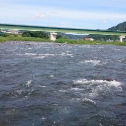 狩野川(狩野川漁業協同組合) 釣果