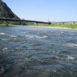 狩野川(狩野川漁業協同組合) 釣果