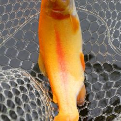 小菅トラウトガーデン 釣果