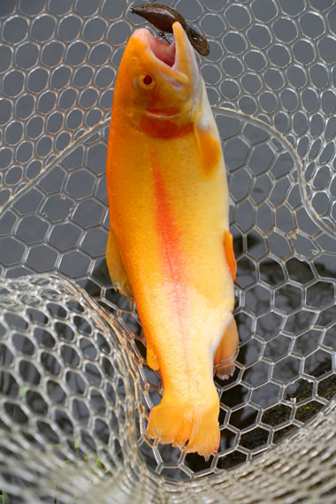 小菅トラウトガーデン 釣果