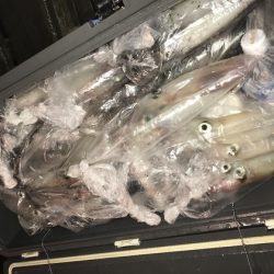 寿裕 （YOSHIHIRO） 釣果